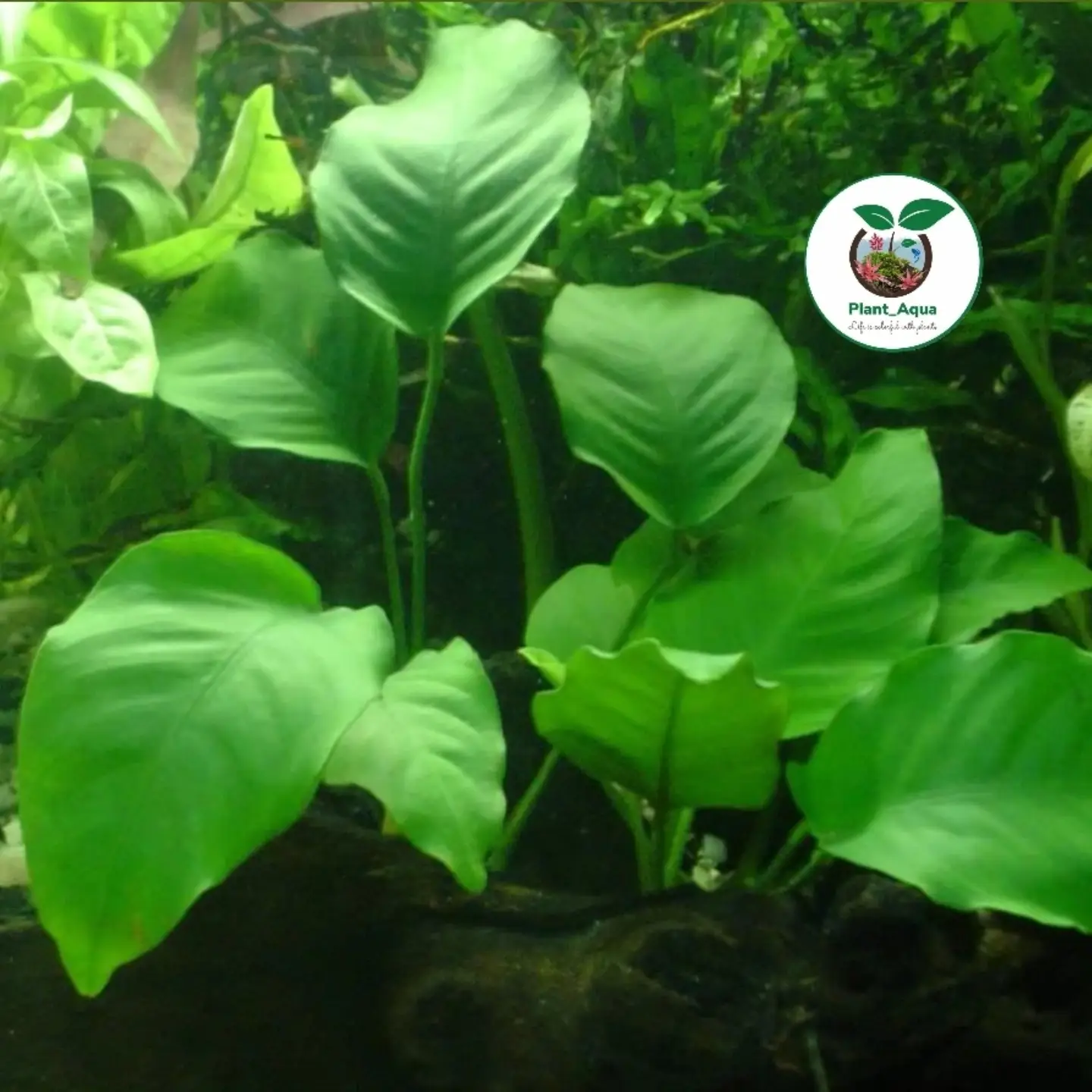 گیاه مقاوم آکواریوم آنوبیاس بارتری Anubias Barteri - تصویر 2