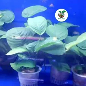 گیاه مقاوم آکواریوم آنوبیاس بارتری Anubias Barteri