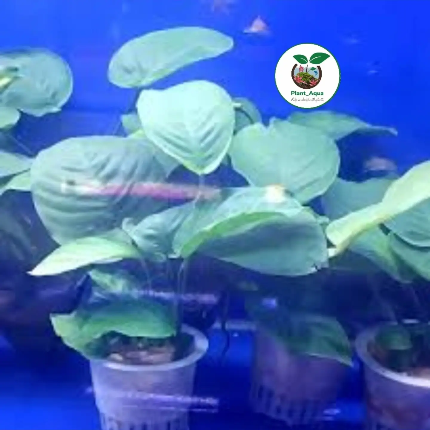 گیاه مقاوم آکواریوم آنوبیاس بارتری Anubias Barteri