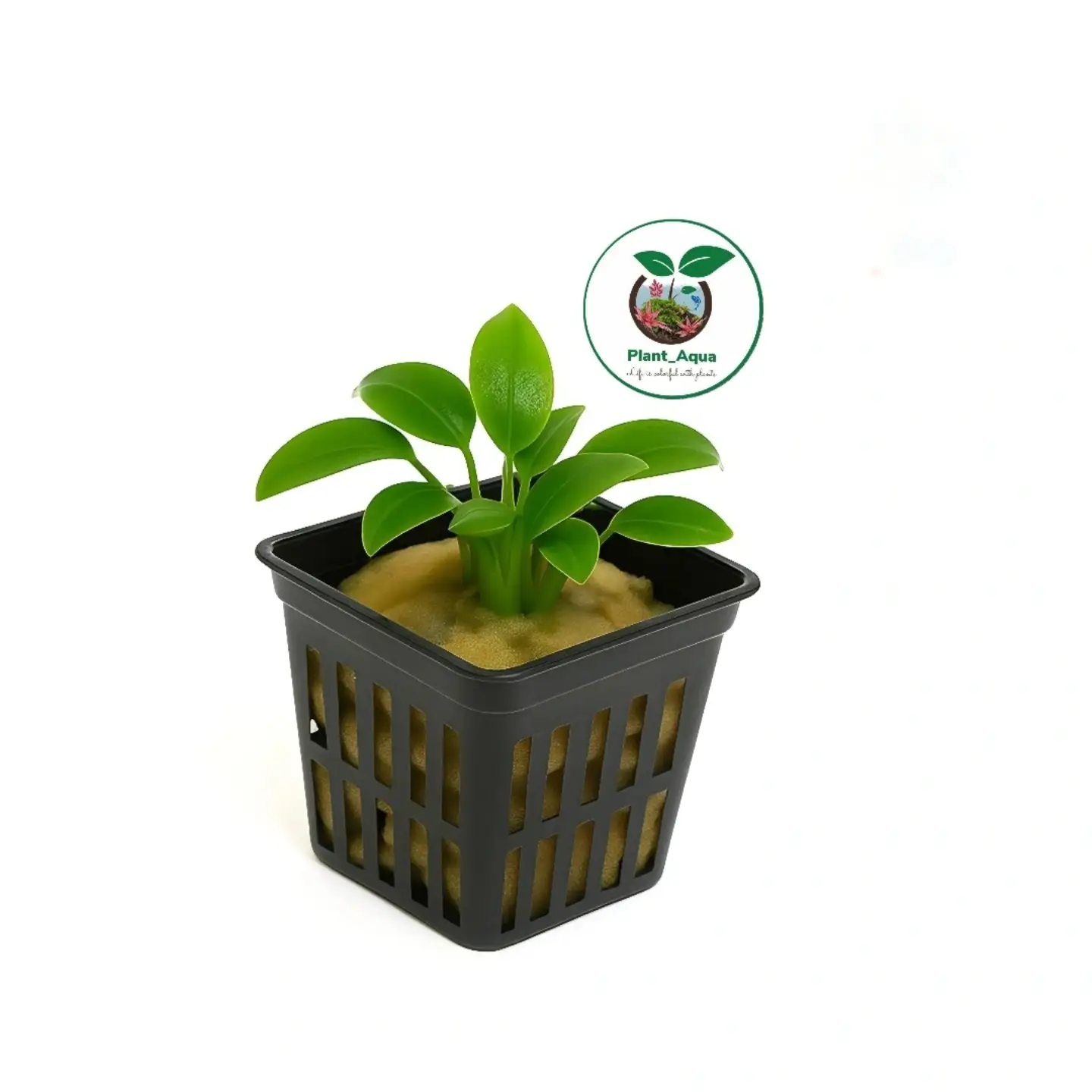 گیاه آنوبیاس نانا پتیت Anubias Nana Petit