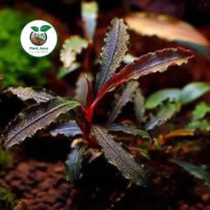 بوسفلاندرا گیاه خاص آکواریومی Bucephalandra