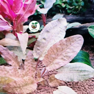 کریپتوکورین تروپیکا | Cryptocoryne Tropica