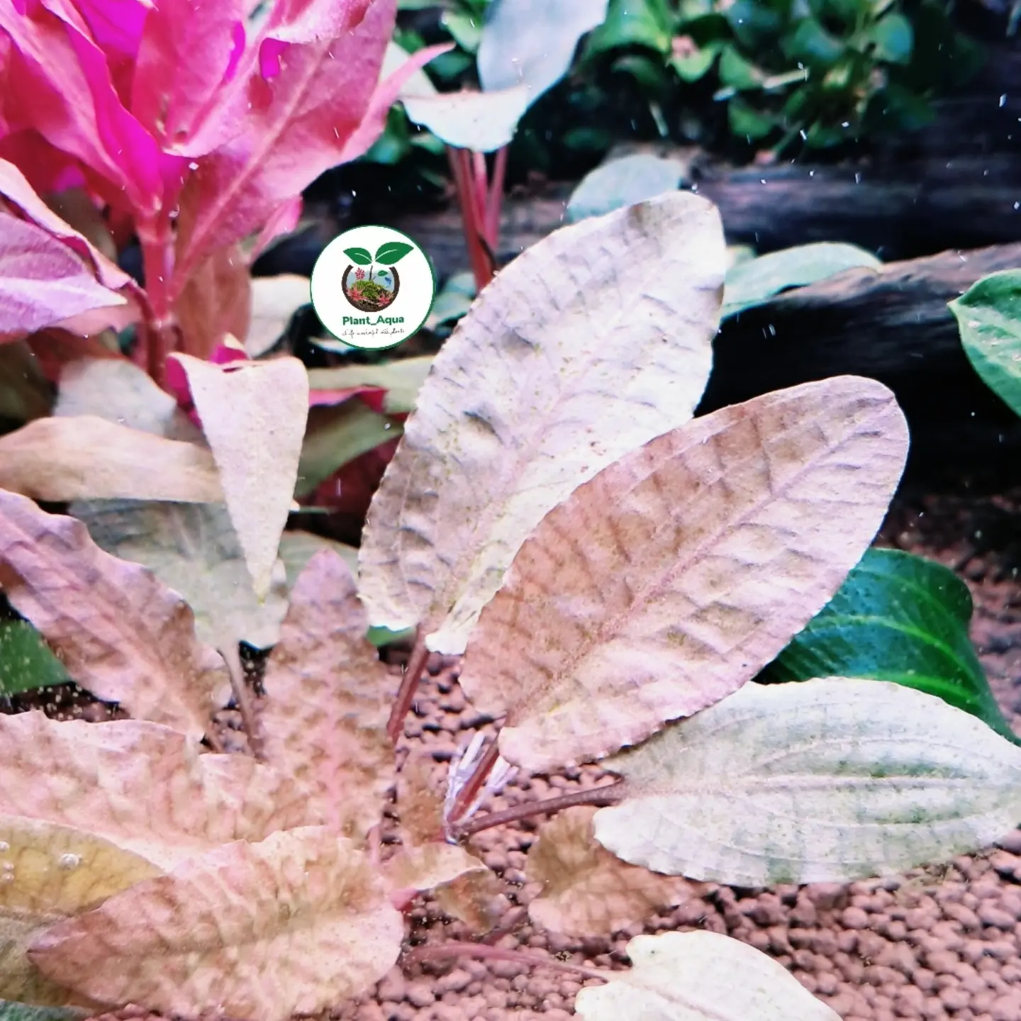 کریپتوکورین تروپیکا | Cryptocoryne Tropica